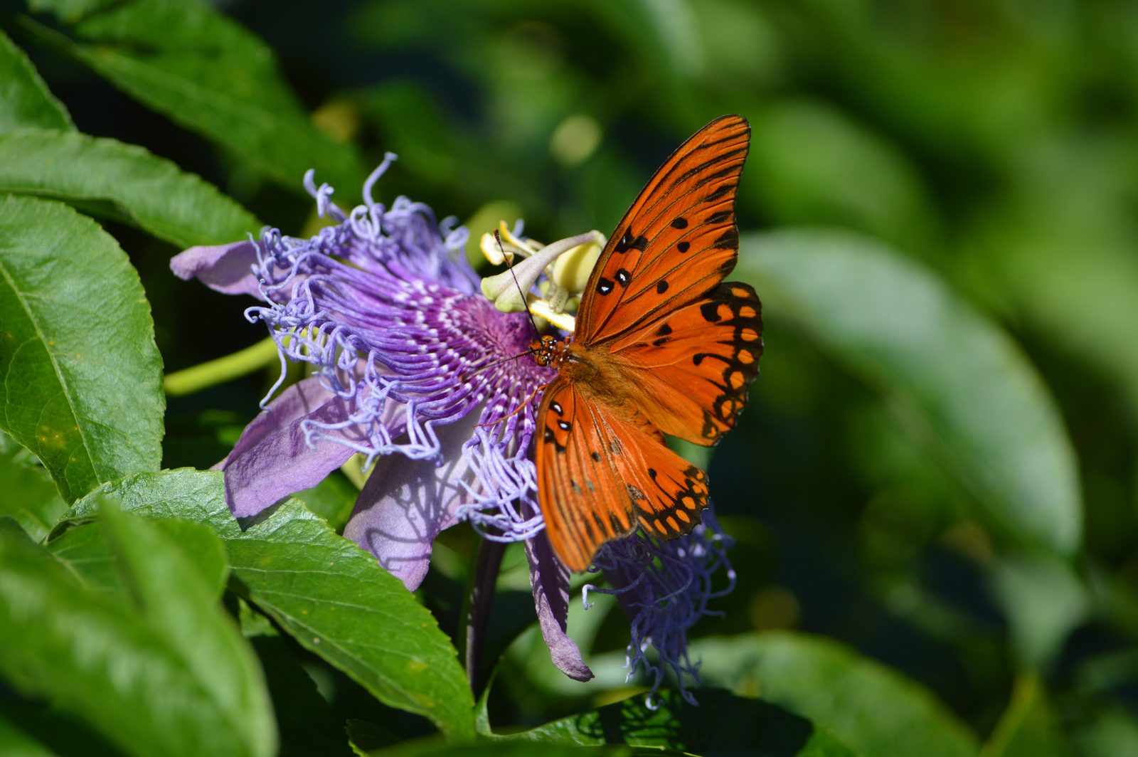 Florida butterfly on native passionflower