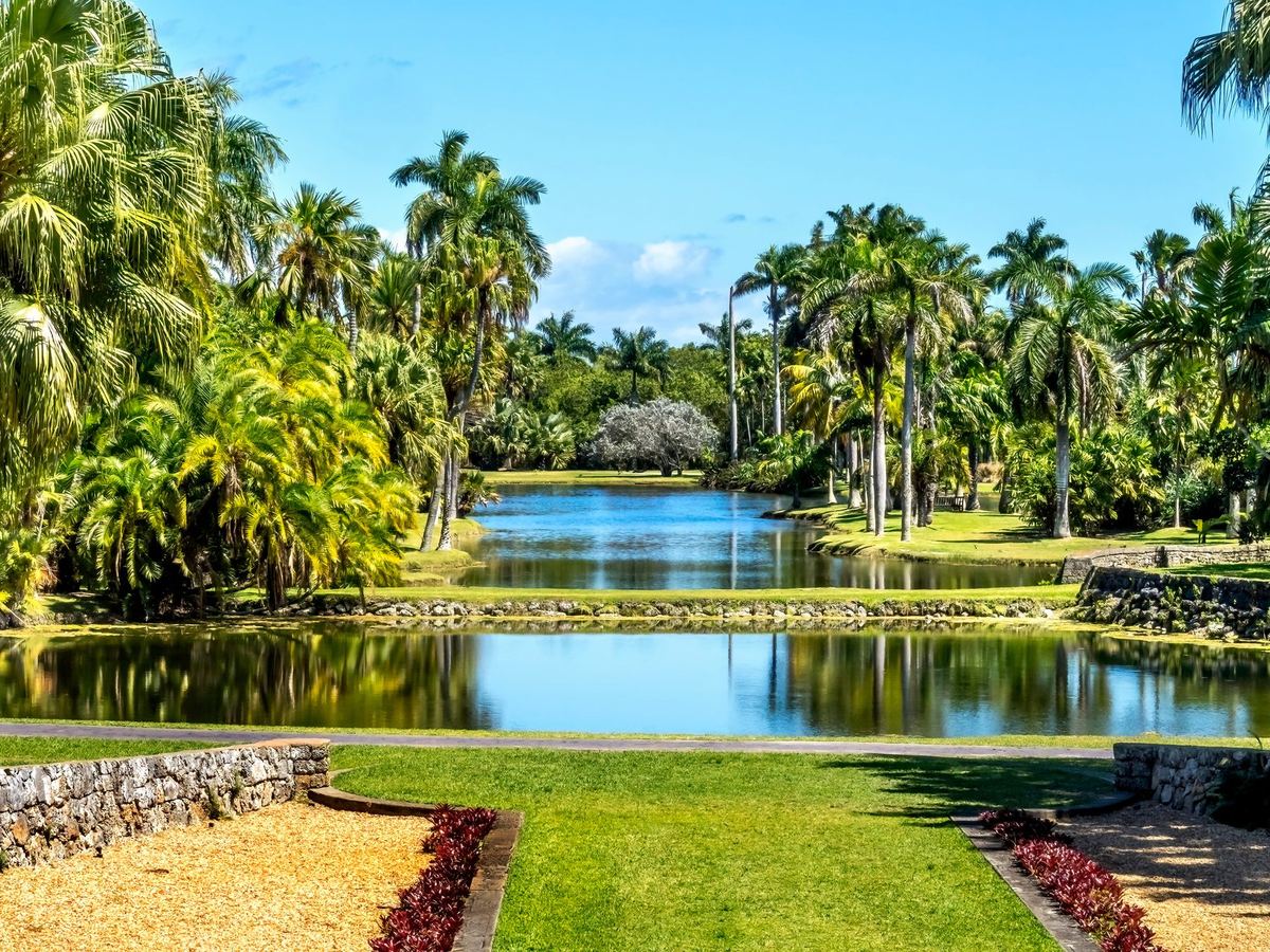 Tropical garden pond framed by palms